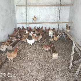 türkmen towuk, домашние куры