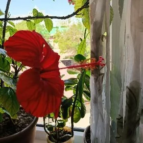 китайская роза