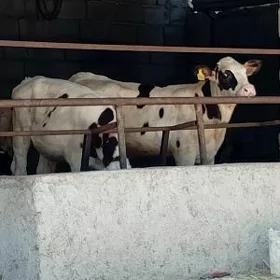 Öküz Tüwe Göle