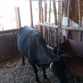 sygyr