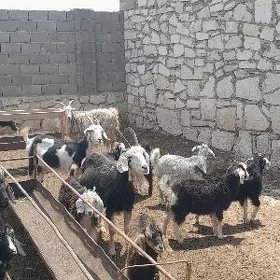 ekiz owlakli geçiler