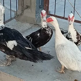 İndawutgalar