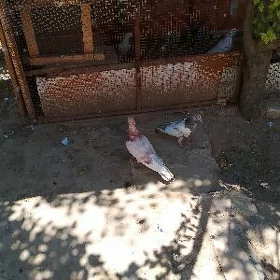 Kepderi