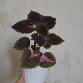 цветы