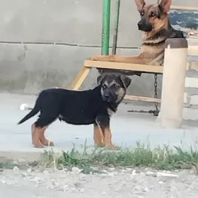Awçarka