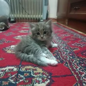 gyzjagaz pişik