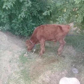 okuzce