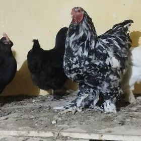 brama Mramorny