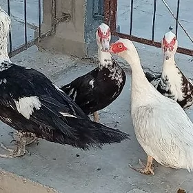 İndawutgalar