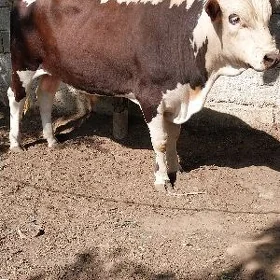 okuz bakylan