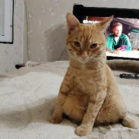 кот