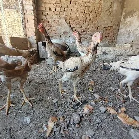 Satlyk baysow mekki