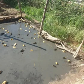 ÝAŞYL BAŞ . JÜJELER