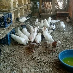 kepderi
