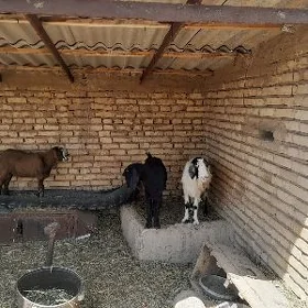 Kelek geçiler