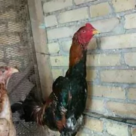 ozbek