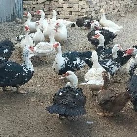 мускус ордаклар