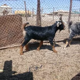 erkec geci