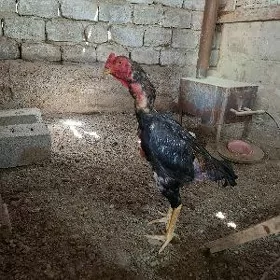 tasgent horaz