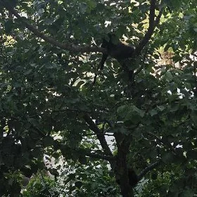 котяты
