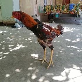 ozbek