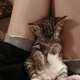 котёнок Отдам котёнка в хороши