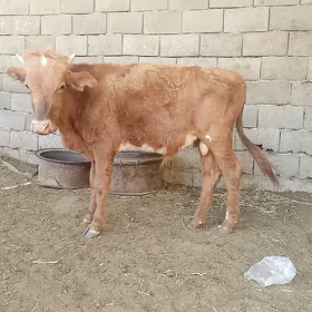 öküzçe