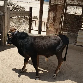 öküz
