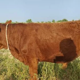 öküz