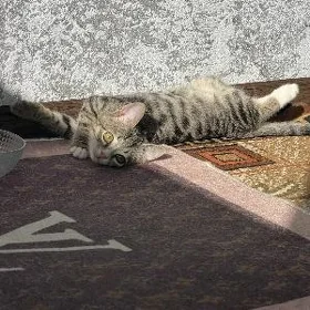 котёнок 
