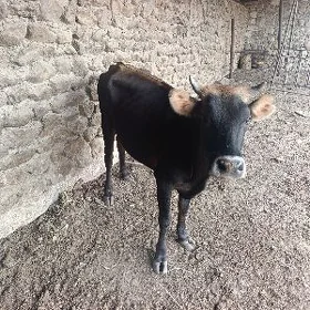 Göleli Gaçar