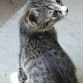 кошечка