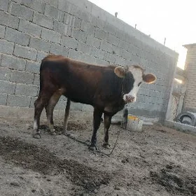tüwe