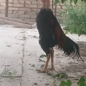 horaz
