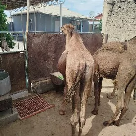 Ogşyk erkek