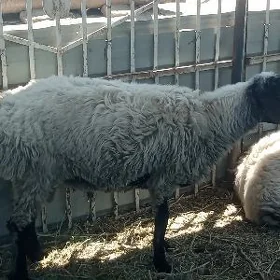 Goýun
