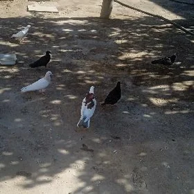 kepteri