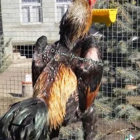 horaz