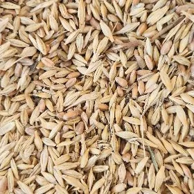 Tyrtykal arpa garyşyk