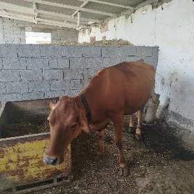 Goleli sygyr