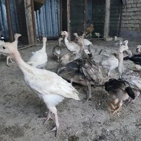 induk juje
