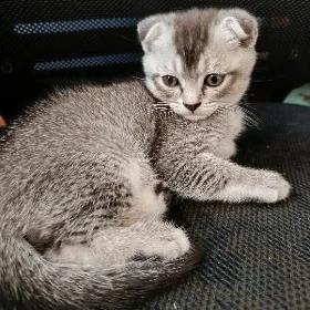 котенок