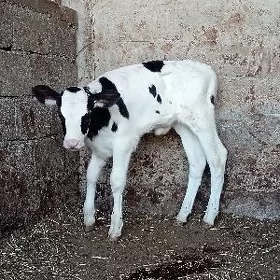 arginal tüwe