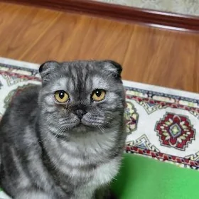 шотладская кошка