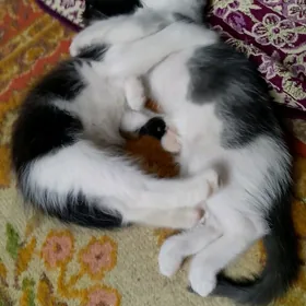 pişik