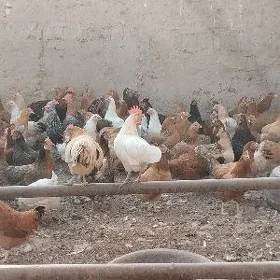 towuklar