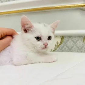 котенок