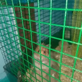 ой хайваны хамяк