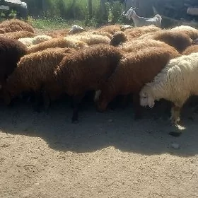 Berre Toklylar gysky 28