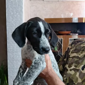 Охотничья собака, щенок 3 мес.